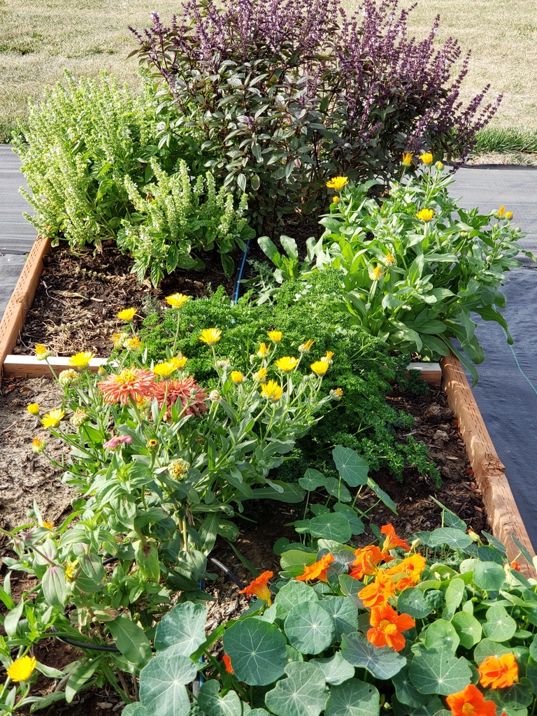 Picture of elementary garden